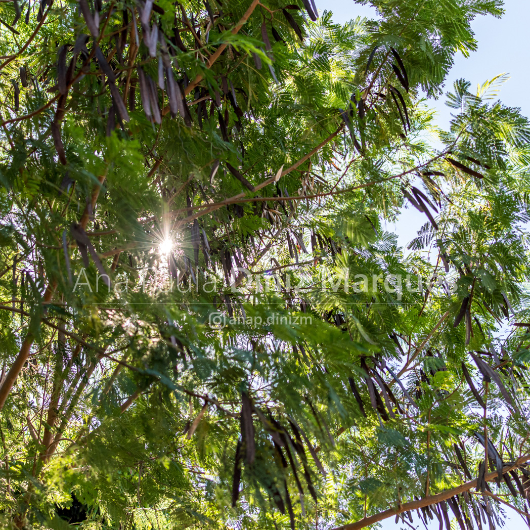 Sunshine through the leaves of Leucaena leucocephala